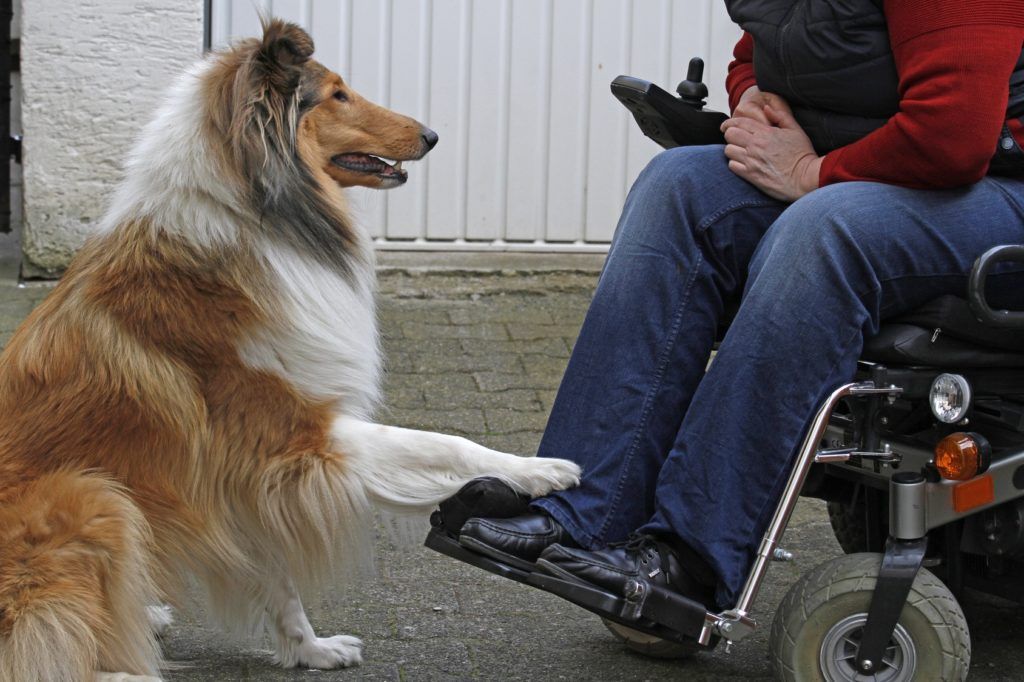Wheelchair user with service animal