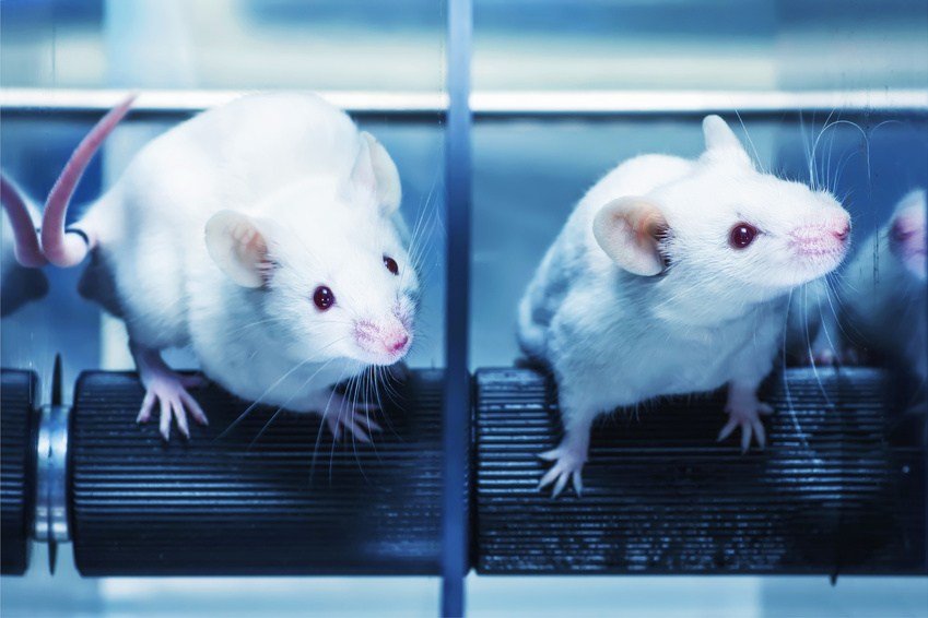 Laboratory experiments have been able to achieve great improvement in the animals’ ability to use their hands.