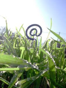Photo of cornfield with @ symbol