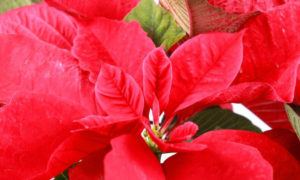 It's true. If you have Spina Bifida, you might have an allergic reaction to poinsettias. These beautiful flowers are also toxic for cats and dogs.