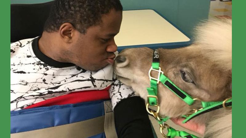 In Chicago, attendees will have the opportunity to interact with miniature therapy horses and learn what types of tasks they can perform as service and therapy animals!