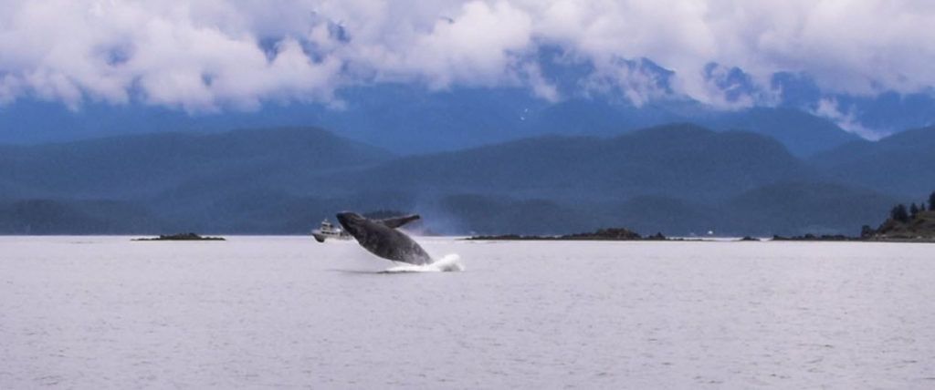 Whale watching in Alaska is sure to cool you down this summer!