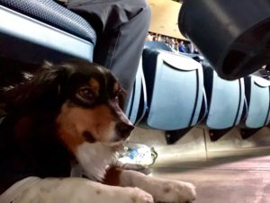 Steve's service dog Annie was a cool cucumber on her recent flight.