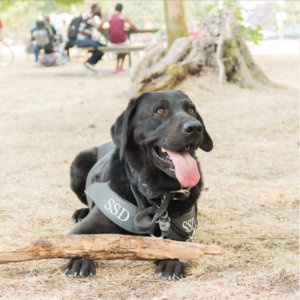 Fido, a black Labrador service dog sits with a stick .